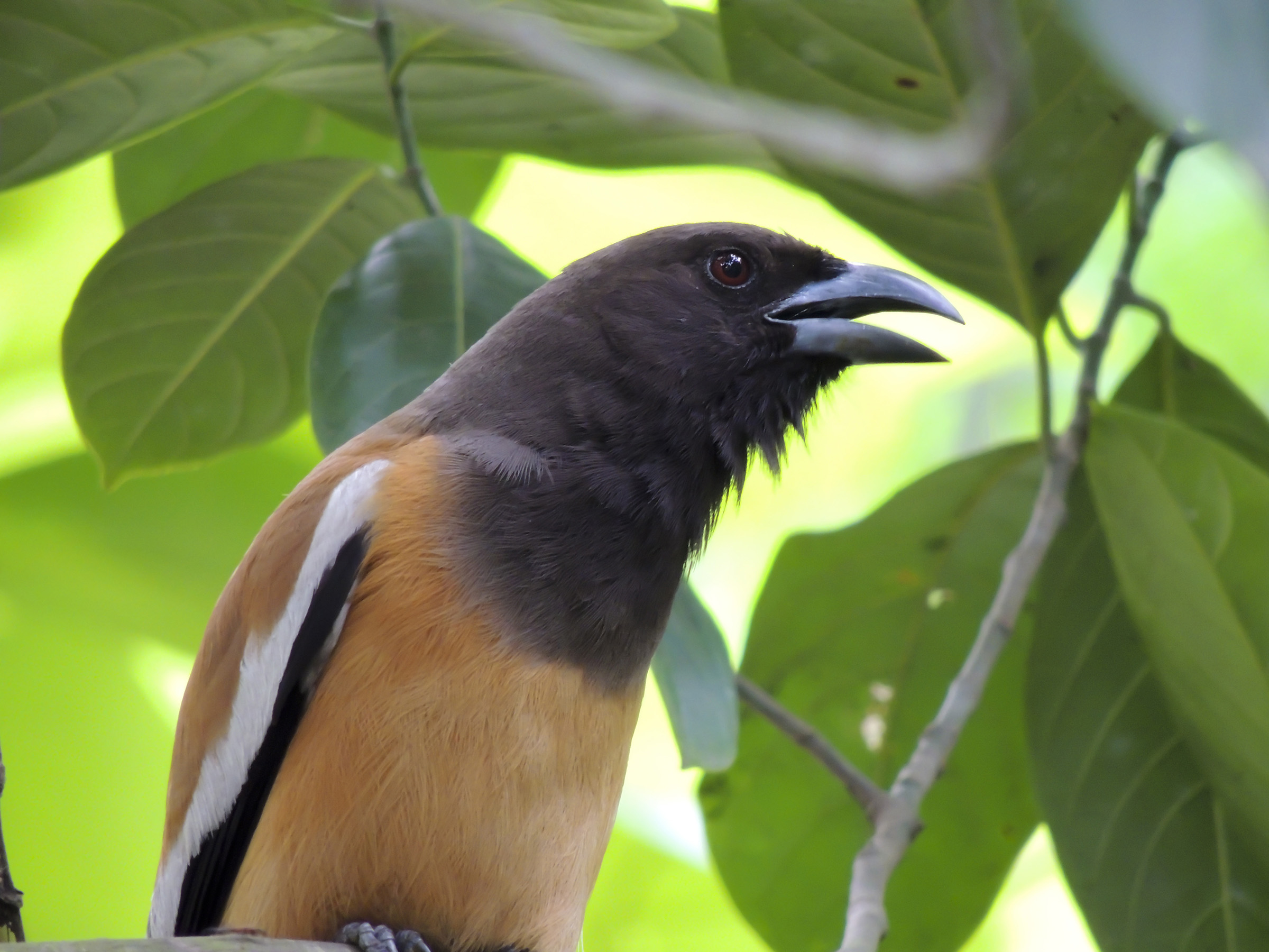 A closeup shot of a hooded pitohui