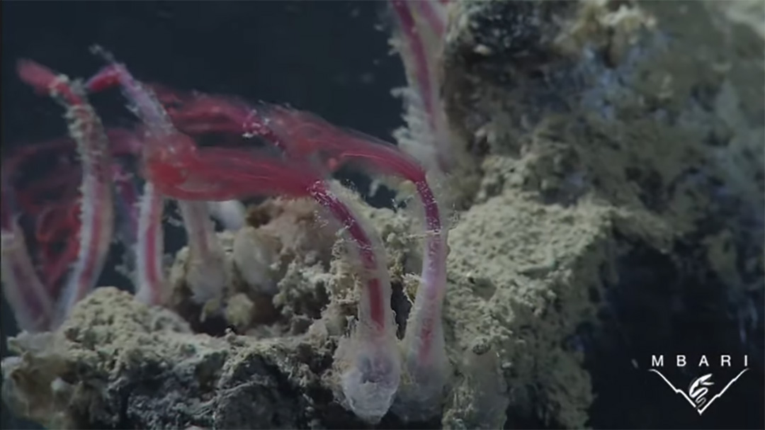 zombie worms feast on a whale skeleton