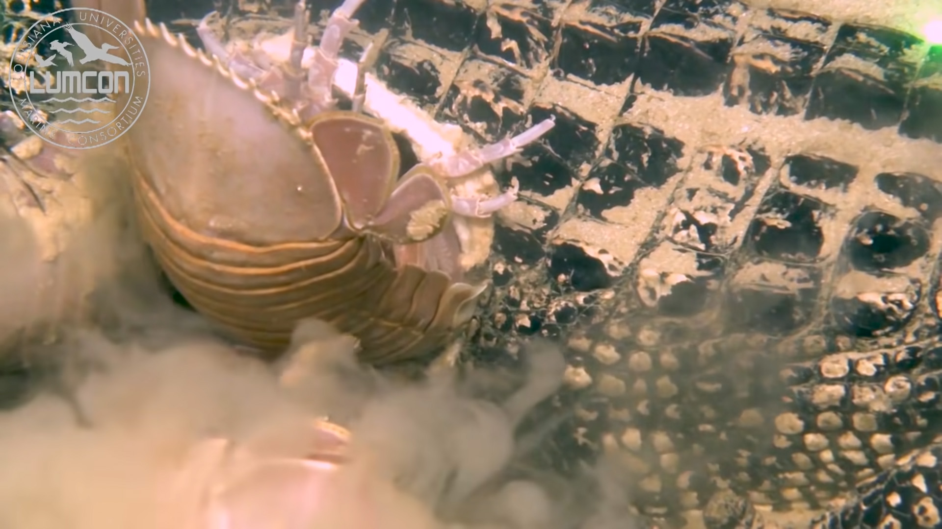 giant sea bug isopod