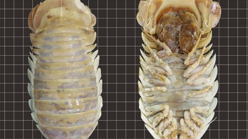 Creepy 1.5-foot 'sea bugs' were just discovered and they're pure ...