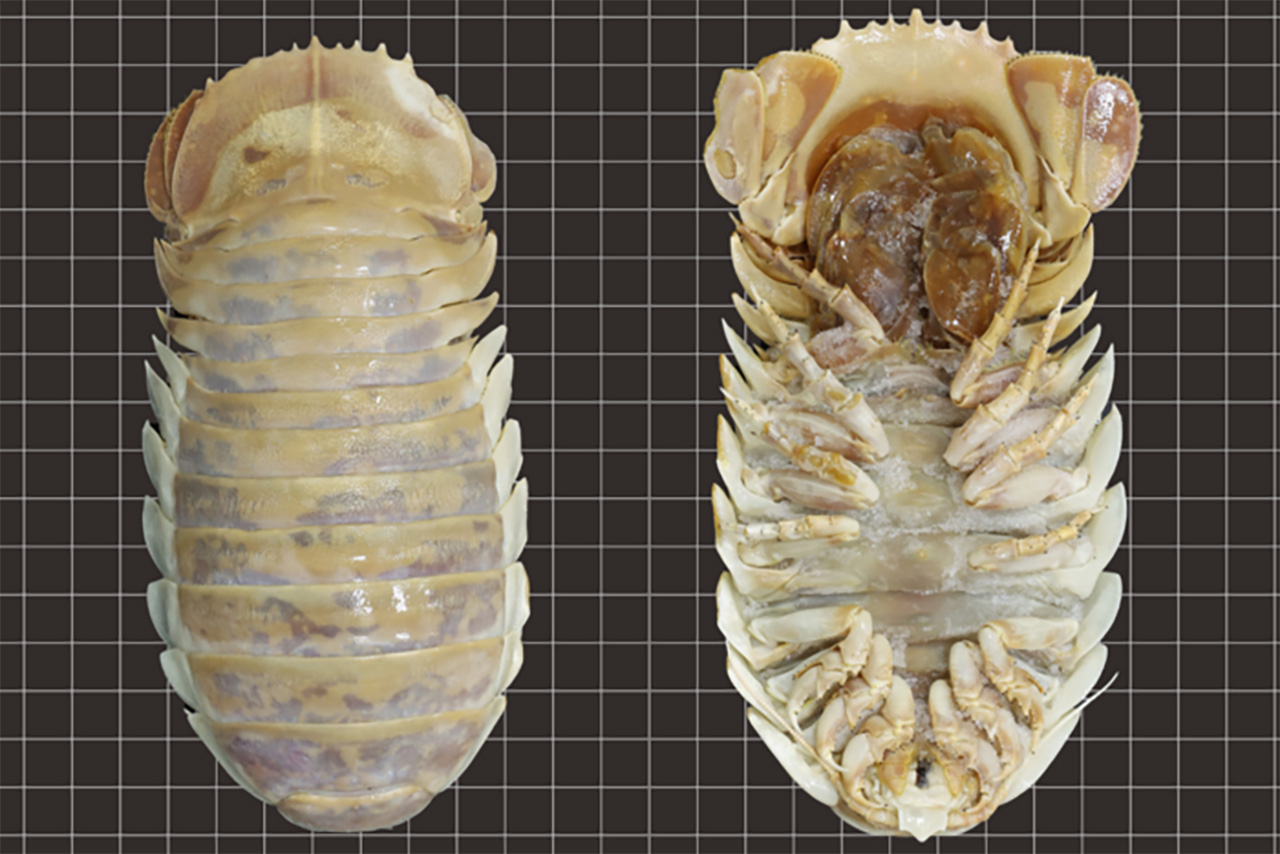 Isopod: A Webbed Spin-off no Steam