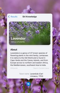 Your iPhone camera can identify plants and flowers - here’s how