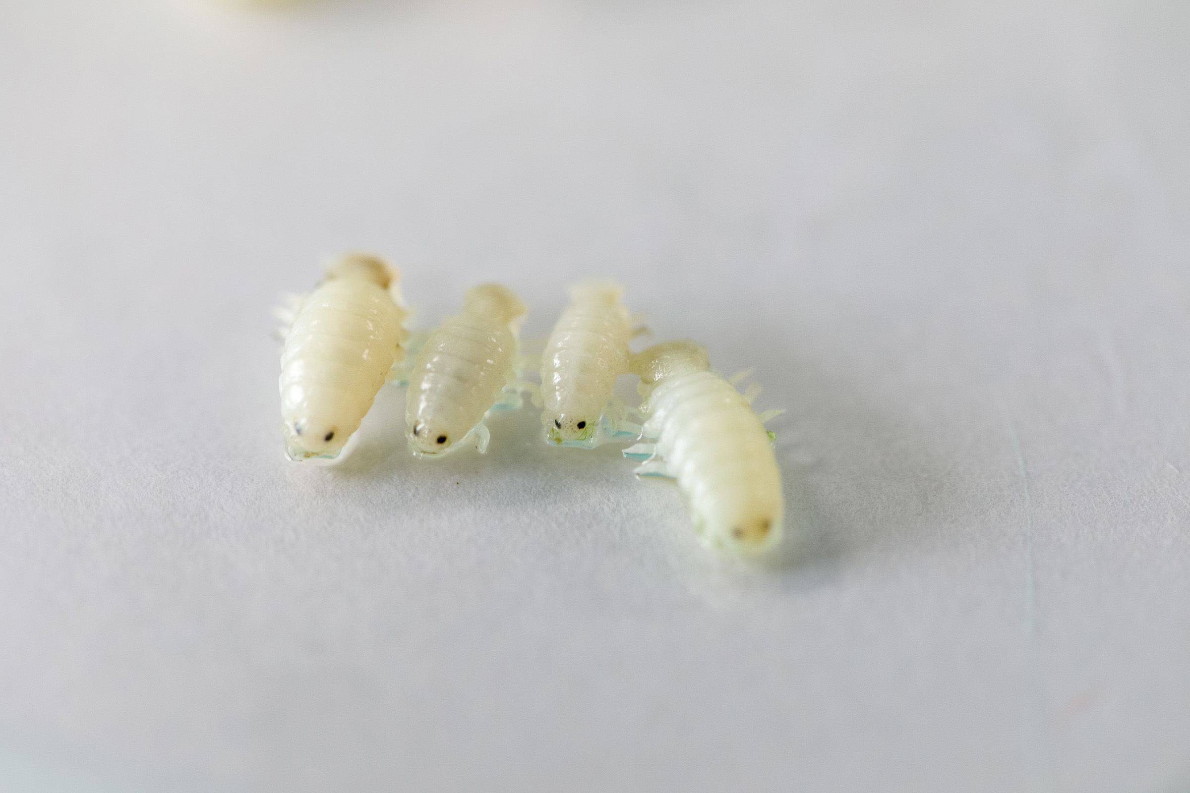 isopods like the mini-shark isopod