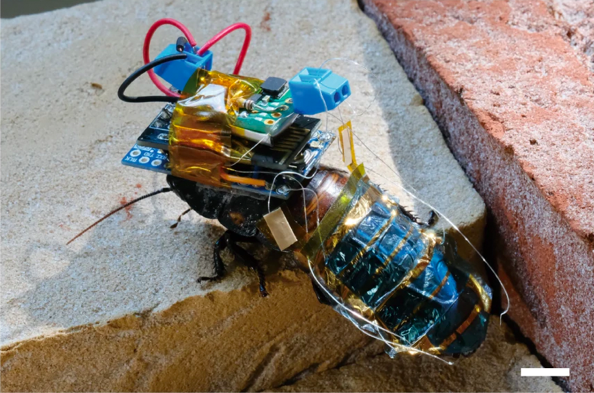 cyborg cockroach with solar backpack