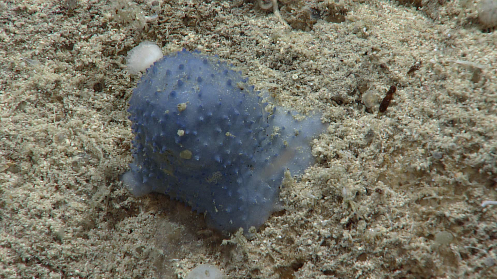 bizarre underwater creature