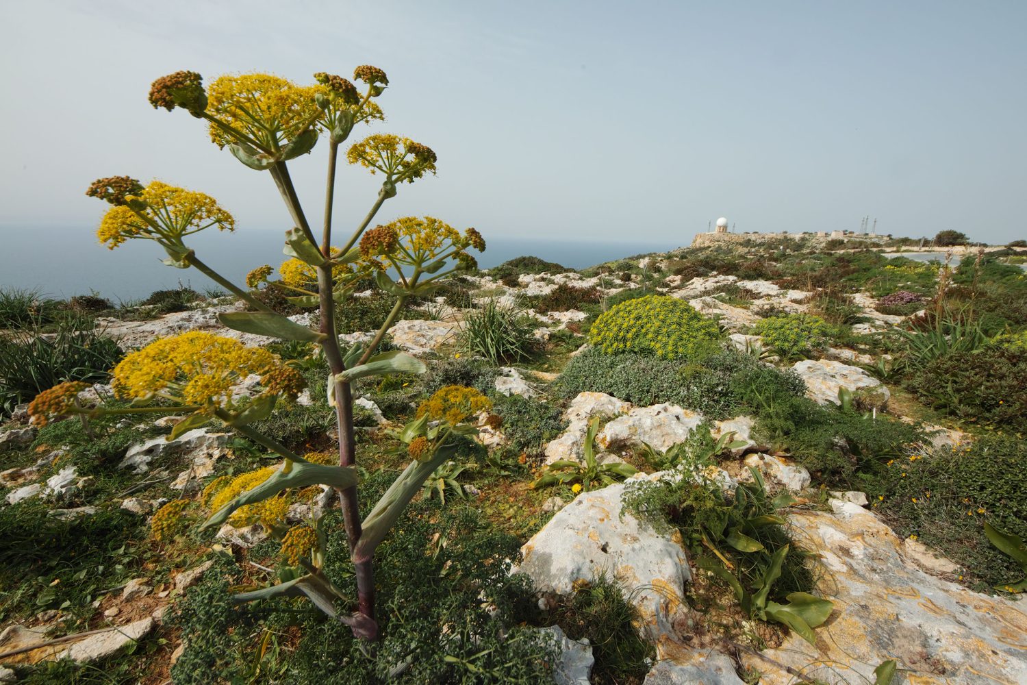 Scientists may soon be able to translate the languages plants use to
communicate