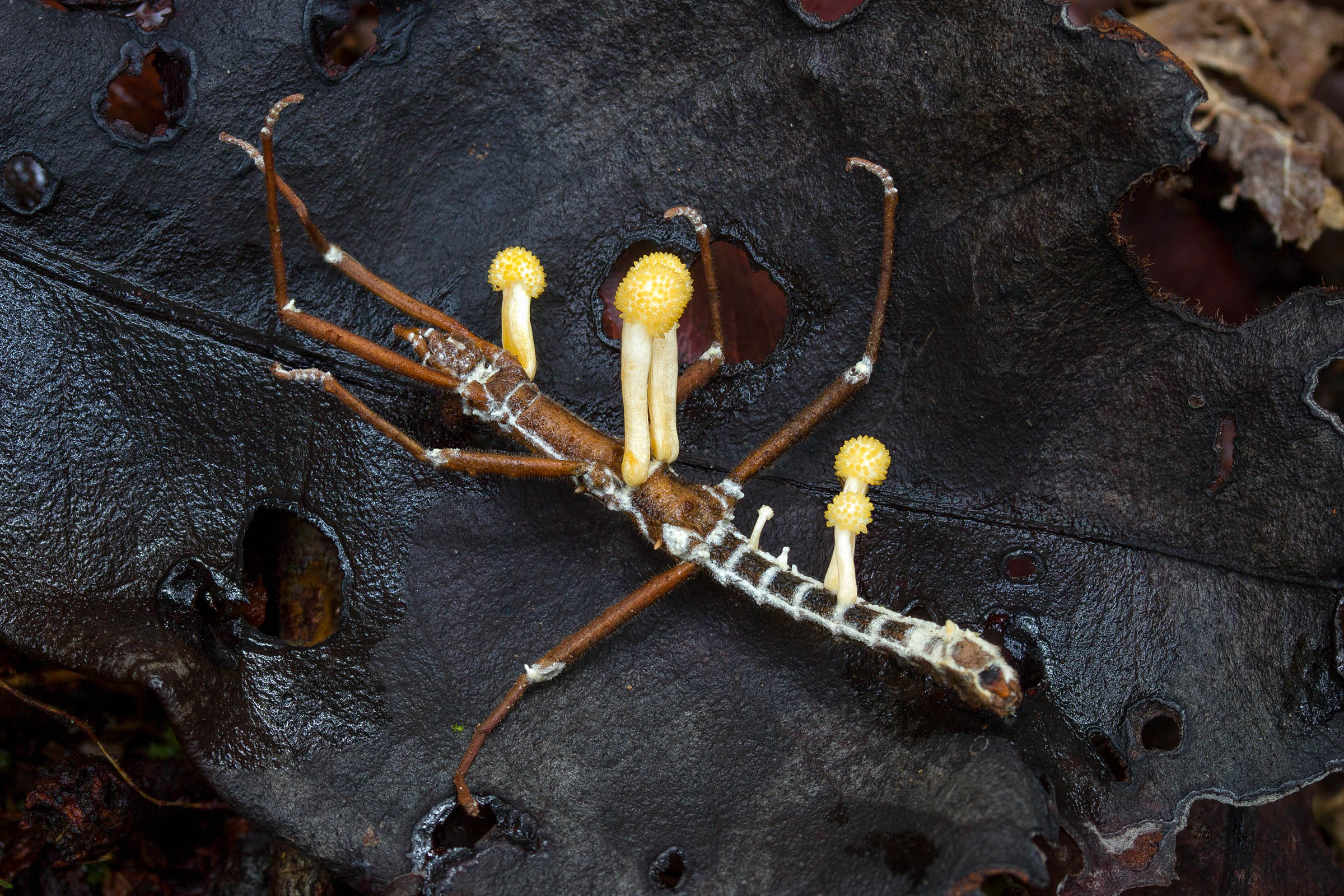zombie mushrooms on dead stick bug