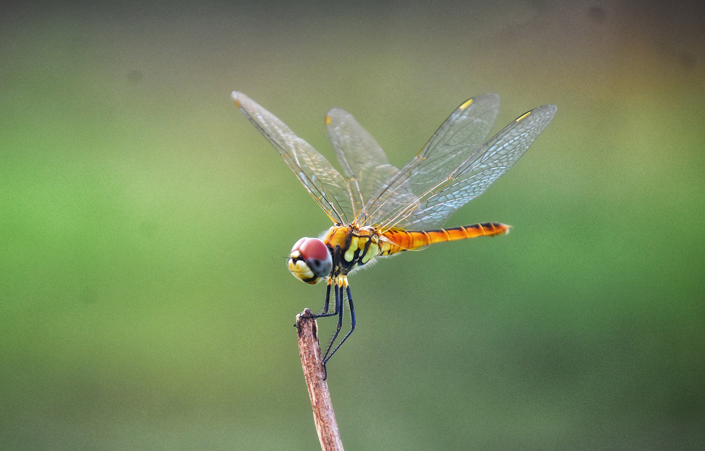 dragonfly is the most successful predator on Earth