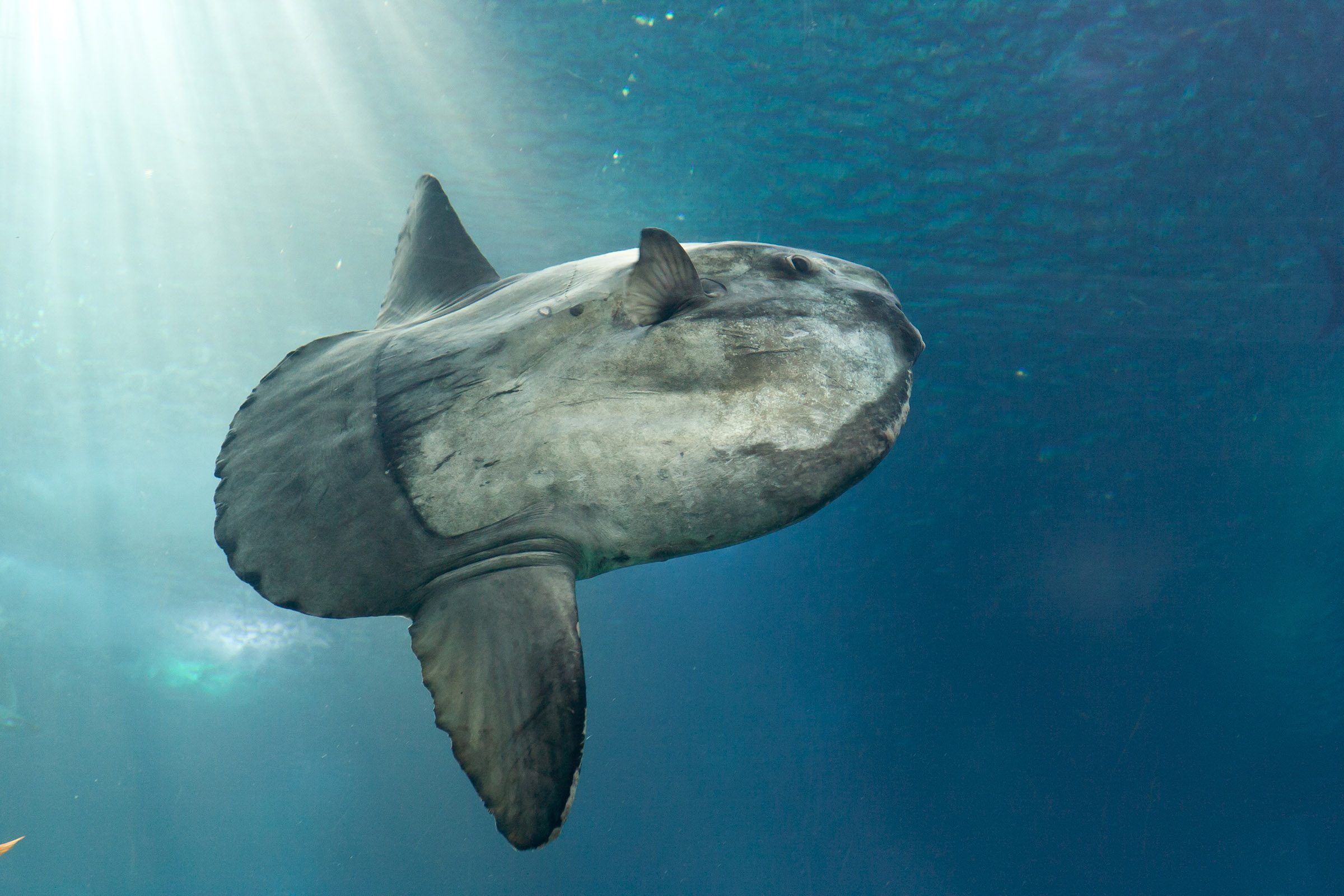 This hideous 6,000-pound monstrosity is the biggest fish ever caught