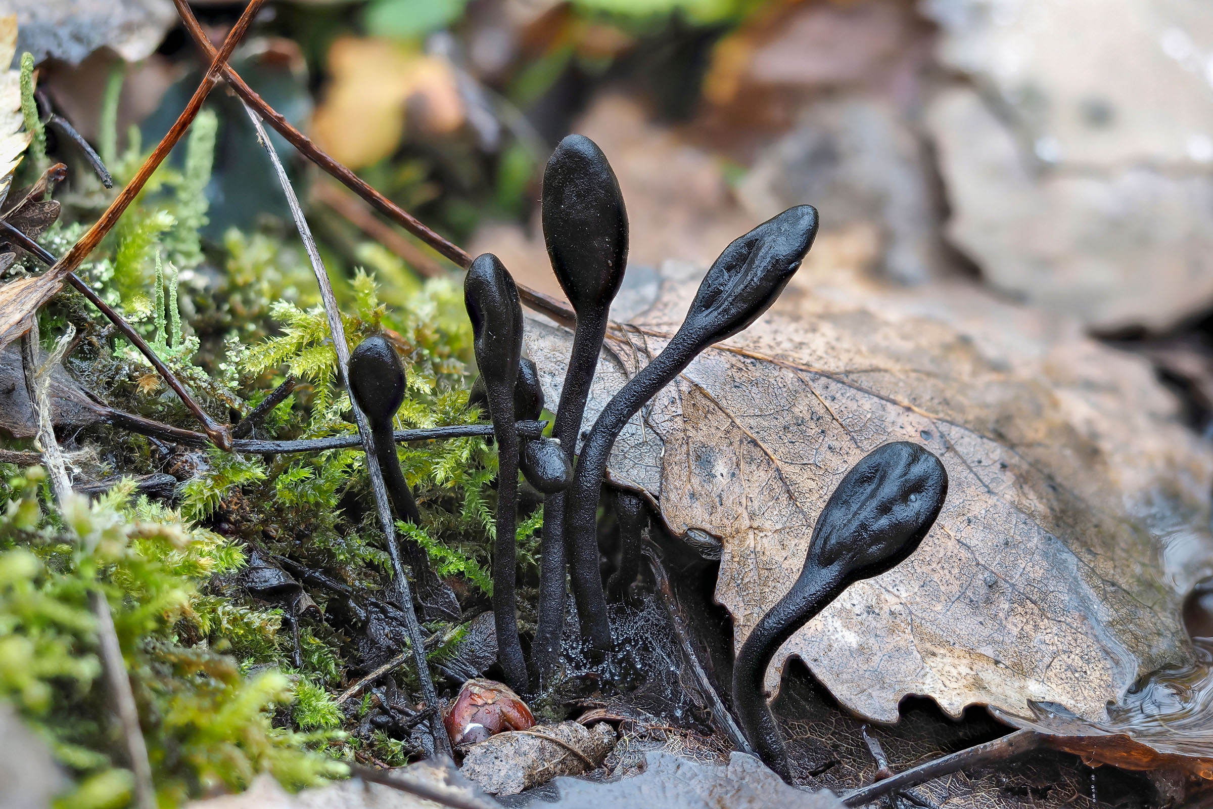 earth tongue, one of a new branch of fungi