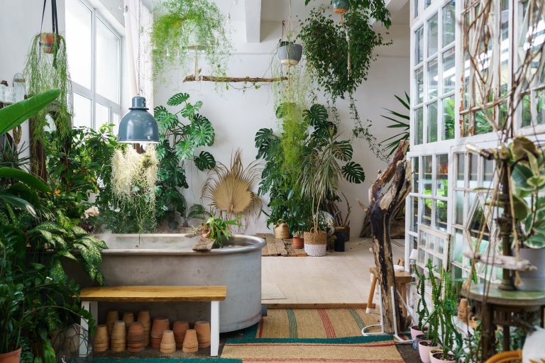 New device might finally make it easy to keep your houseplants alive