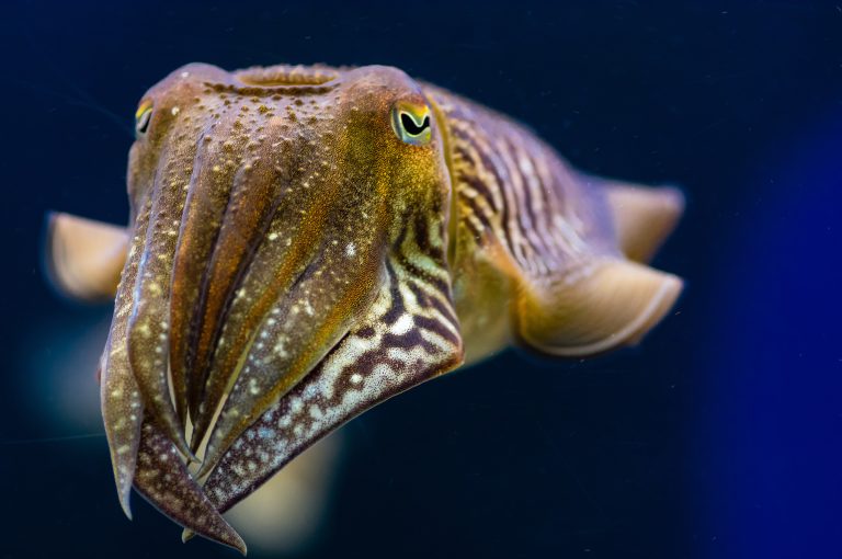 cuttlefish marshmallow test cuttlefish marshmallow test shows they have cognitive abilities we didn't know about