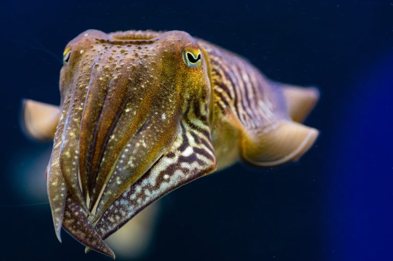 cuttlefish marshmallow test shows they have cognitive abilities we didn't know about