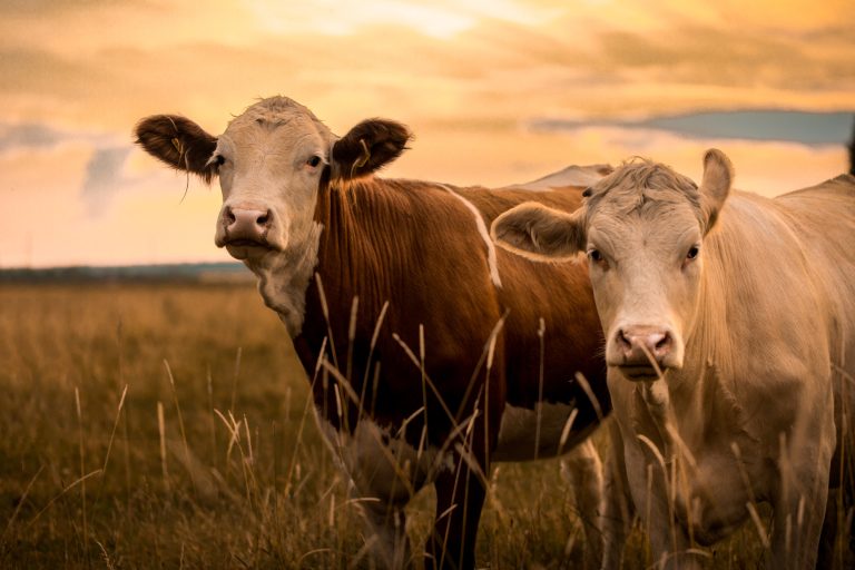 super cows super cows