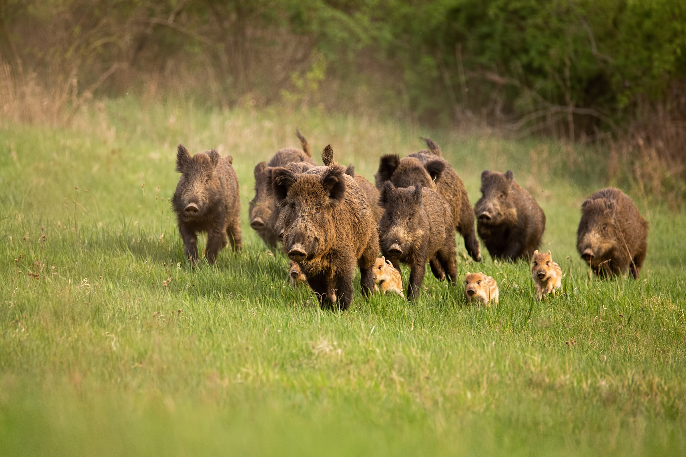 wild super pig boars