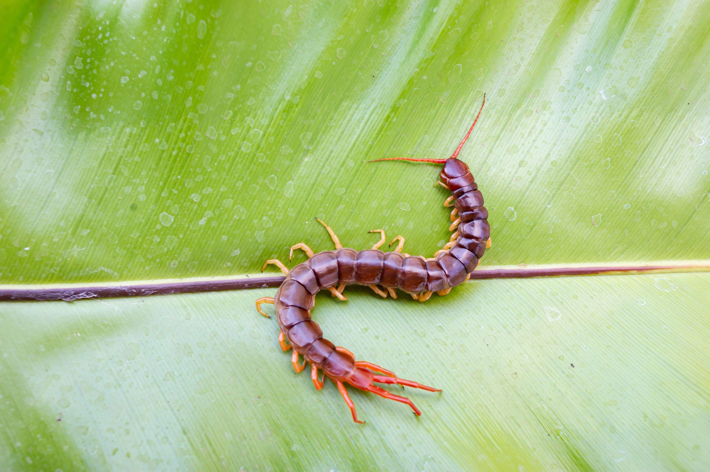 centipede on leaf