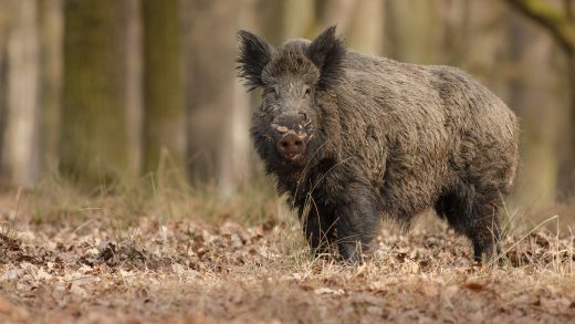 Hybrid ‘super pigs’ are invading the US after running wild in Canada