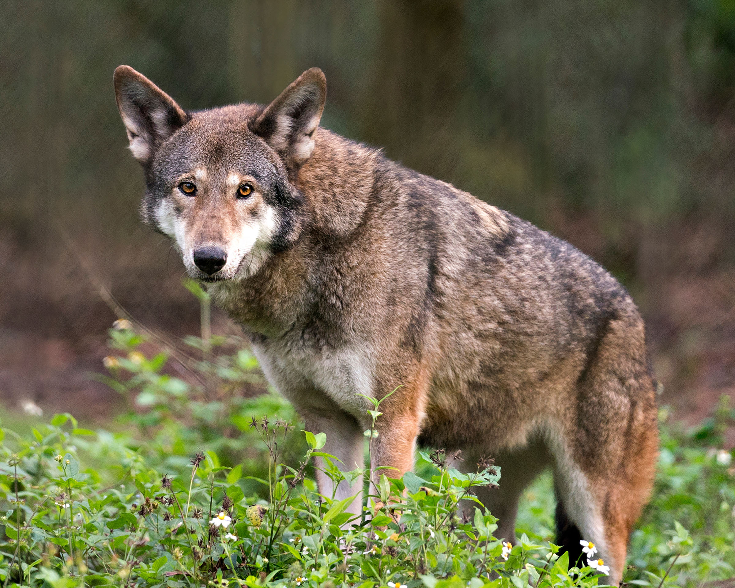 red wolf in the wild