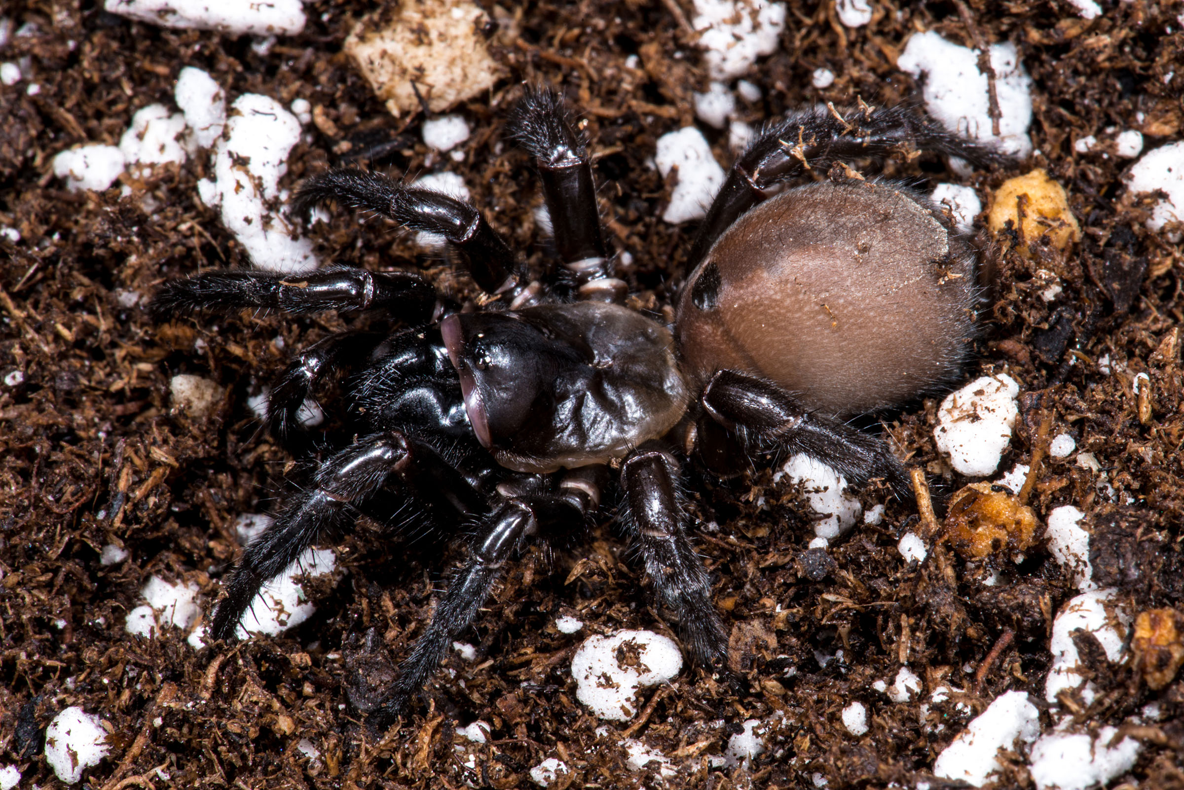 Scientists discovered a super-sized trapdoor spider that is haunting my  nightmares