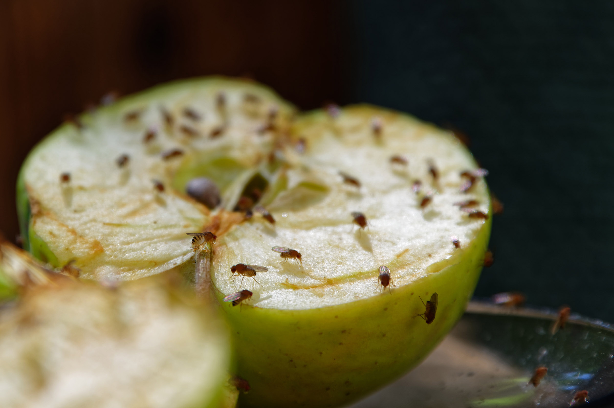 fruit fly eating apple