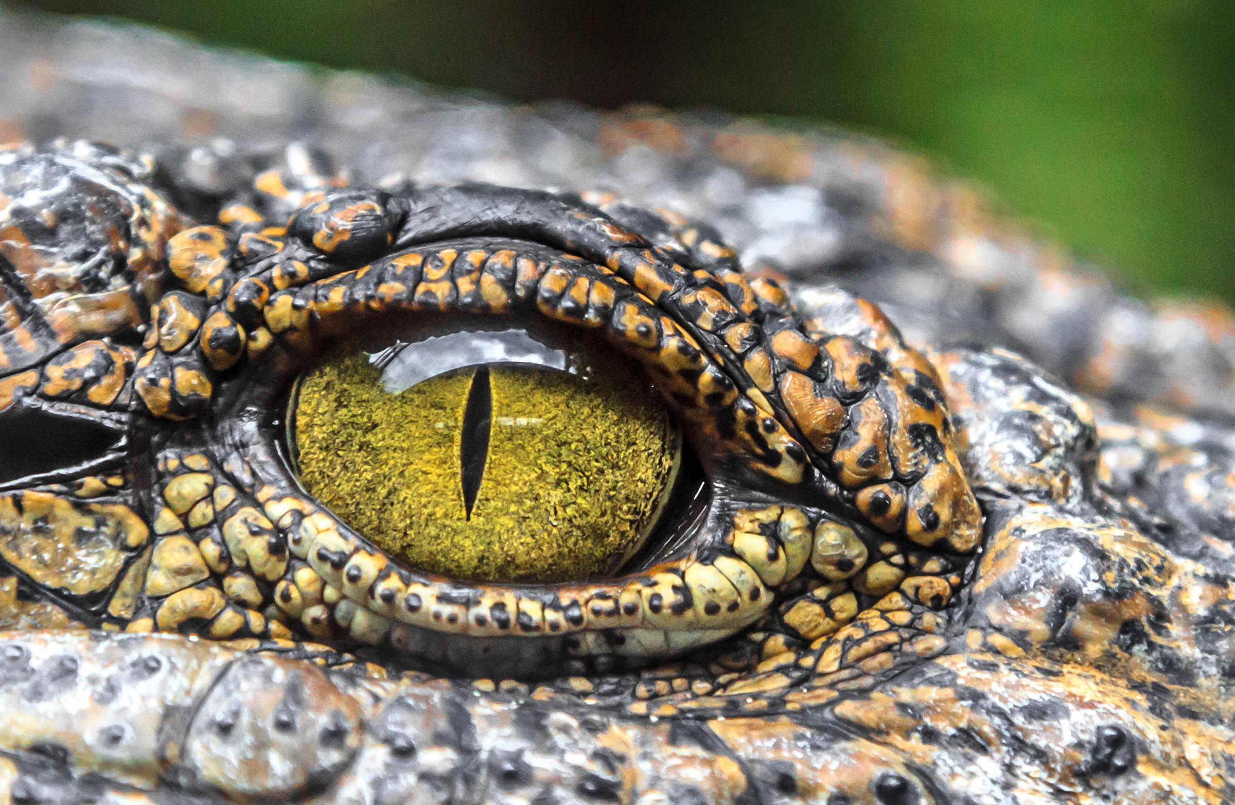 crocodile eye