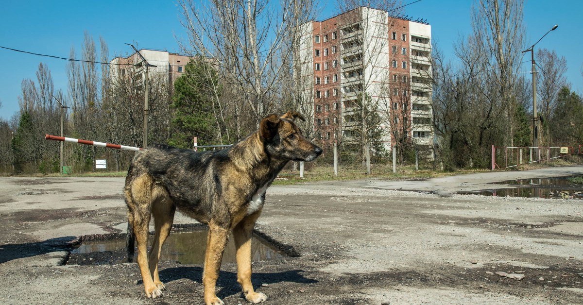 how many dogs are you allowed in a residential area