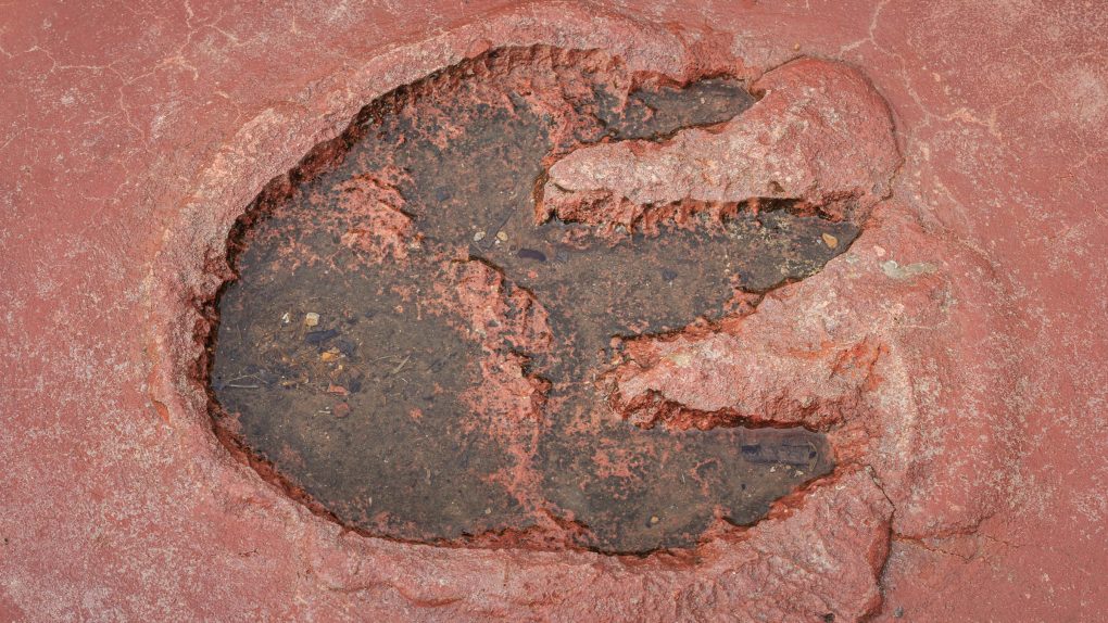 fossilized footprint