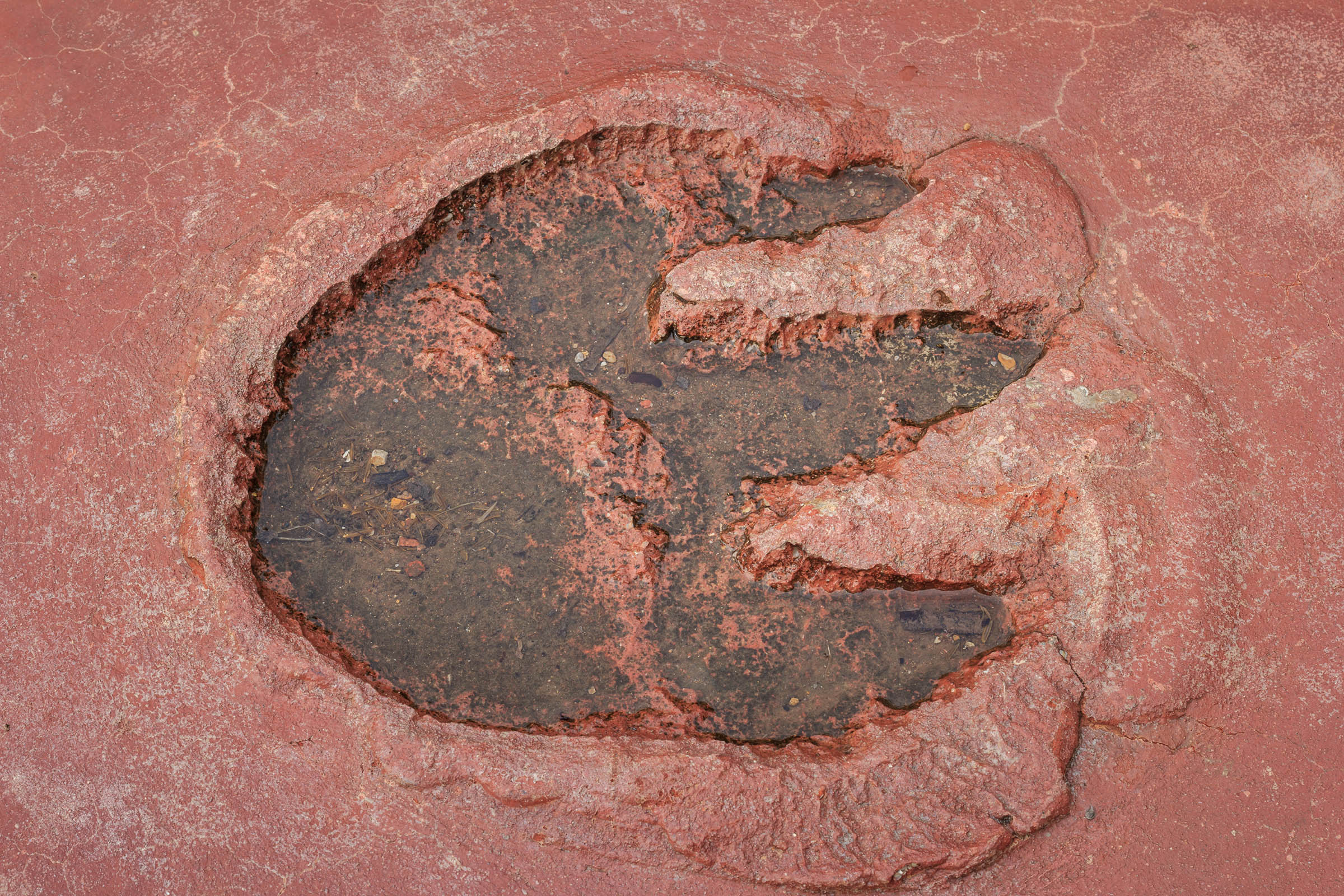 Bilim adamları, dinozorların varlığından önceki fosilleşmiş ayak izlerini keşfettiler