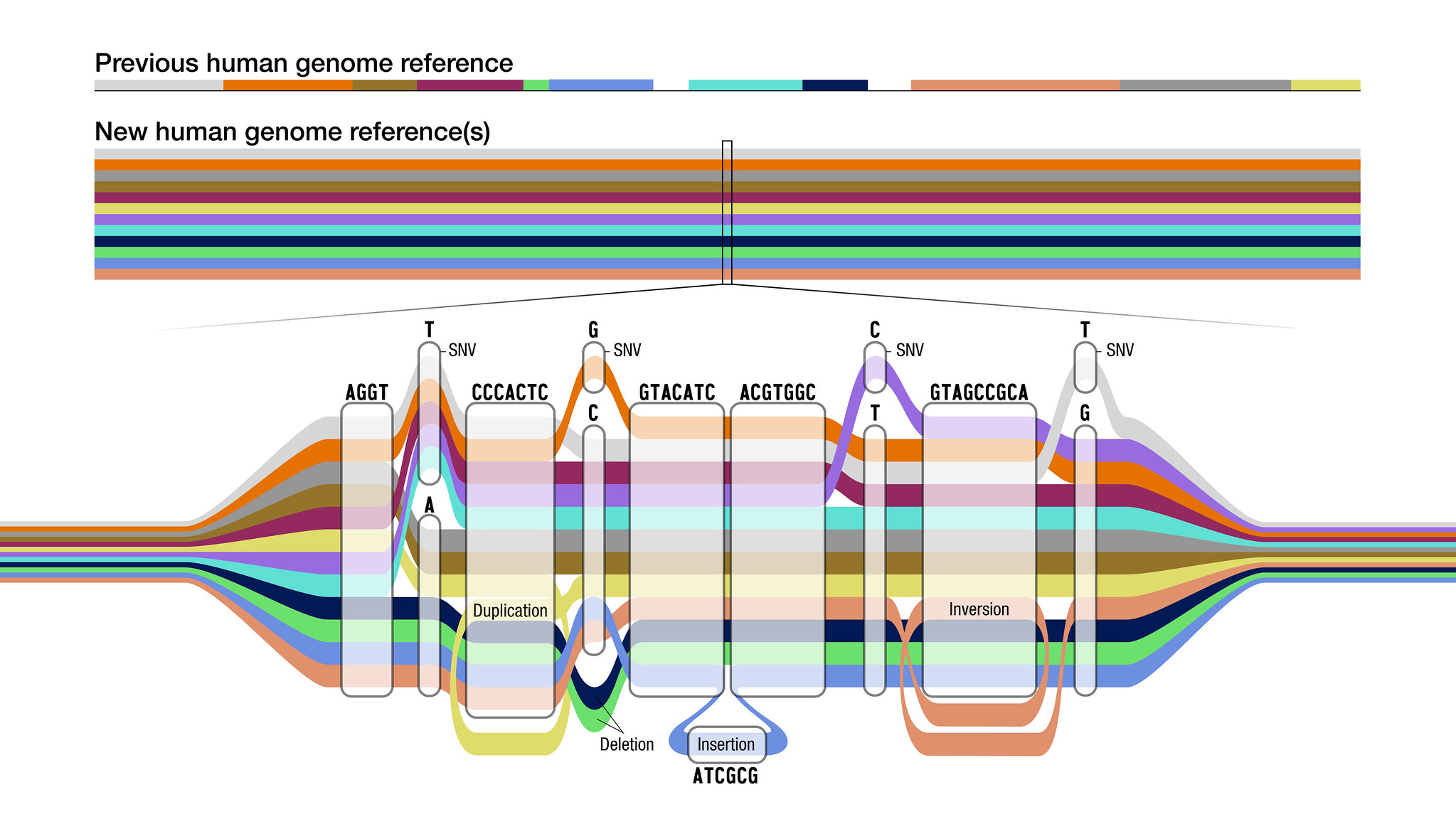 more inclusive human genome reference