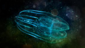 comb jellyfish have nervous systems