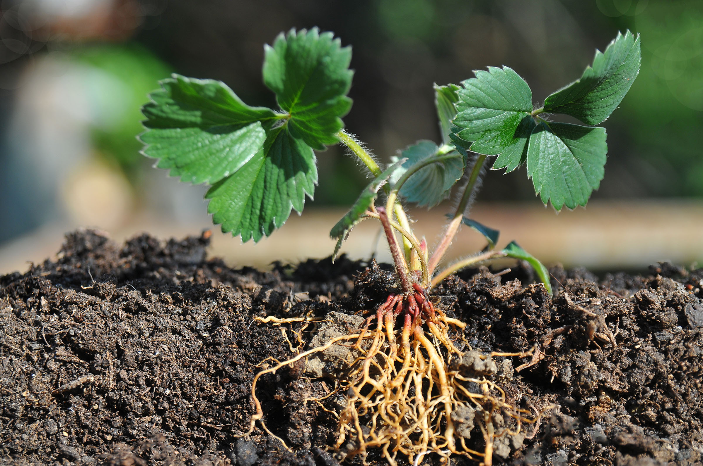 Planting the roots. Рассада клубники копанка. Земляника Садовая корень. Саженцы клубники с корнем. Корневая клубники.