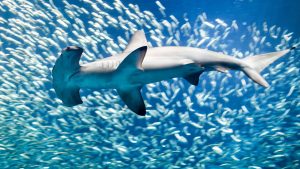 hammerhead shark swimming with fish