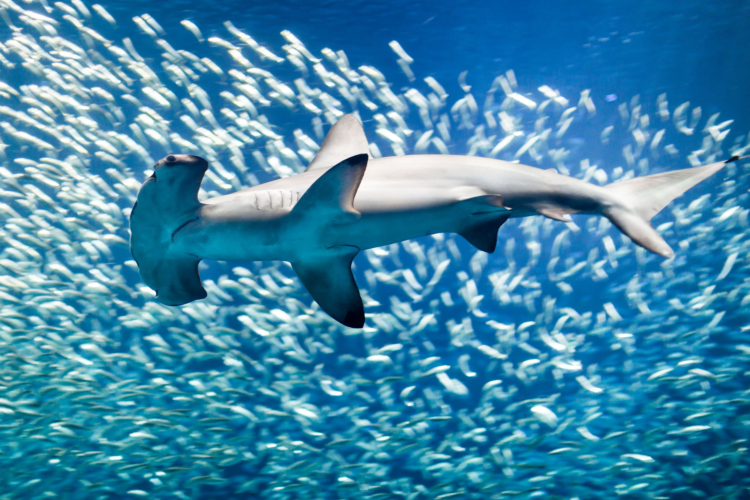 hammerhead shark swimming with fish