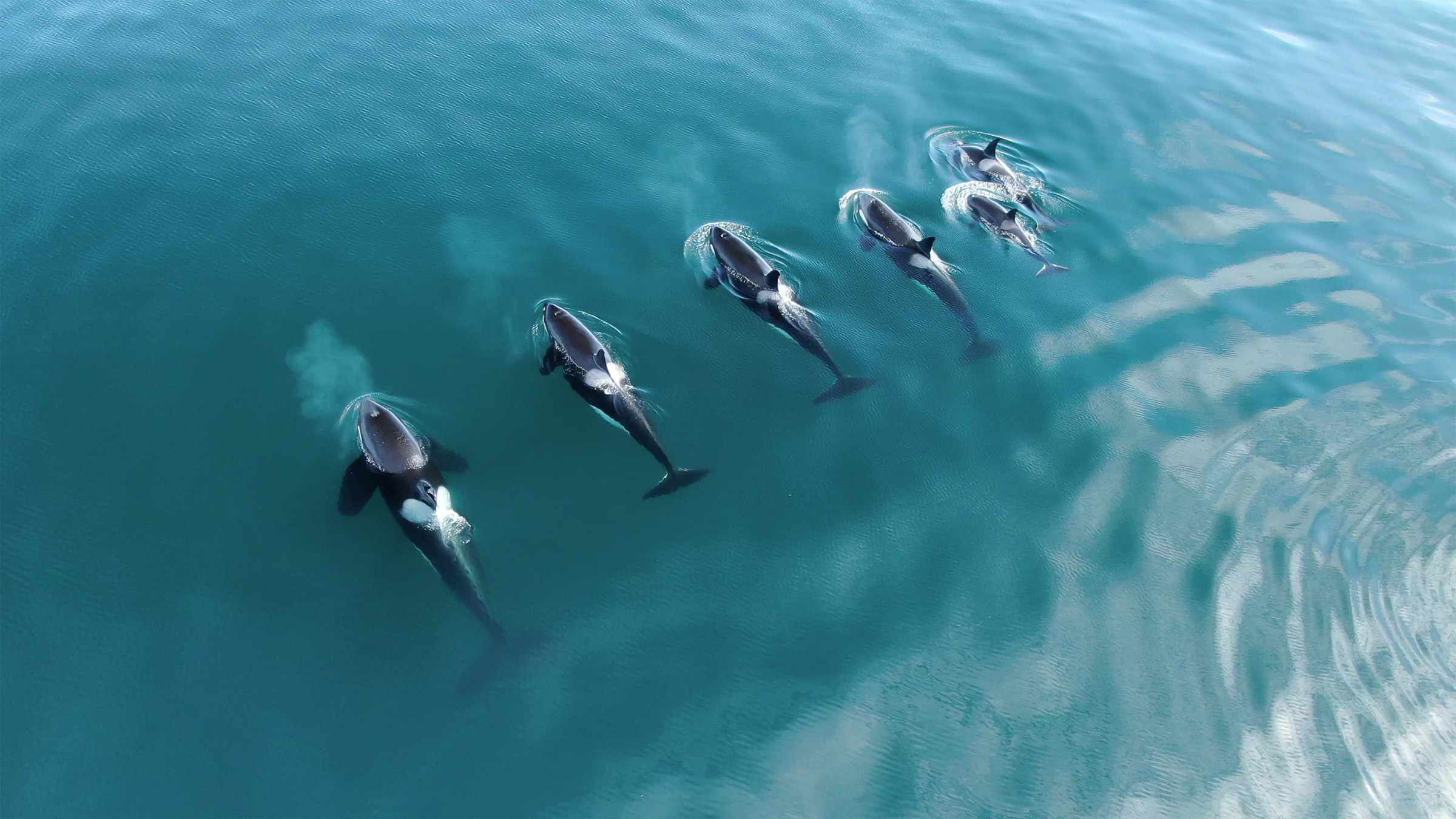 orca pod in the water