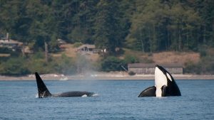 Orcas in the water, orcas attacking boats, sinking them off coast of Europe