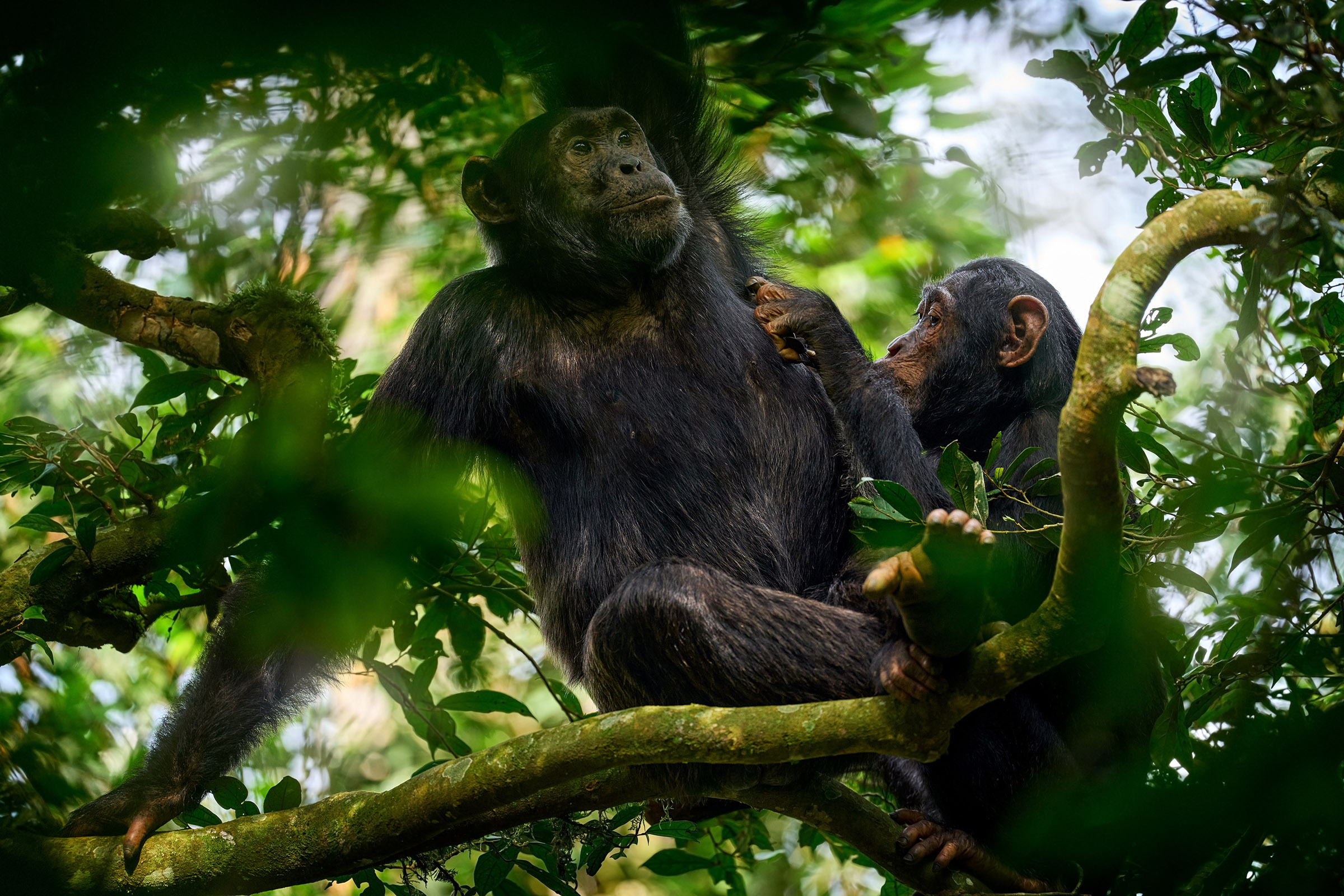 Chimpanzees talking, chimpanzee language