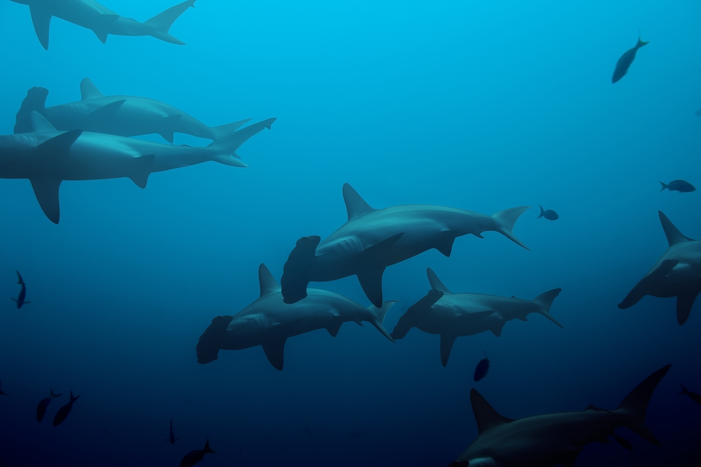 hammerhead sharks stay warm by holding their breath