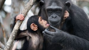Chimpanzees talking, chimpanzee language