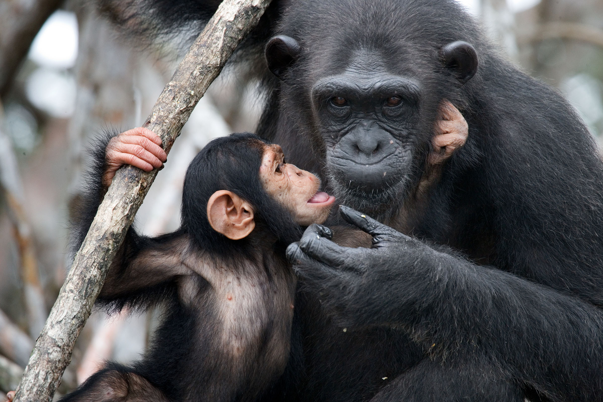 Chimpanzees talking, chimpanzee language