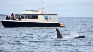 killer whale near boat