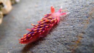 rainbow sea slug found by Vicky Barlow while working with The Rock Pool Project