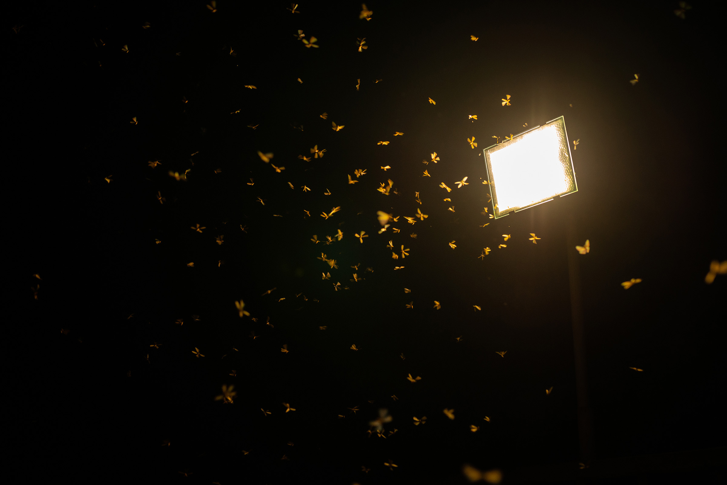 butterflies around streetlight, study on why insects are attracted to light