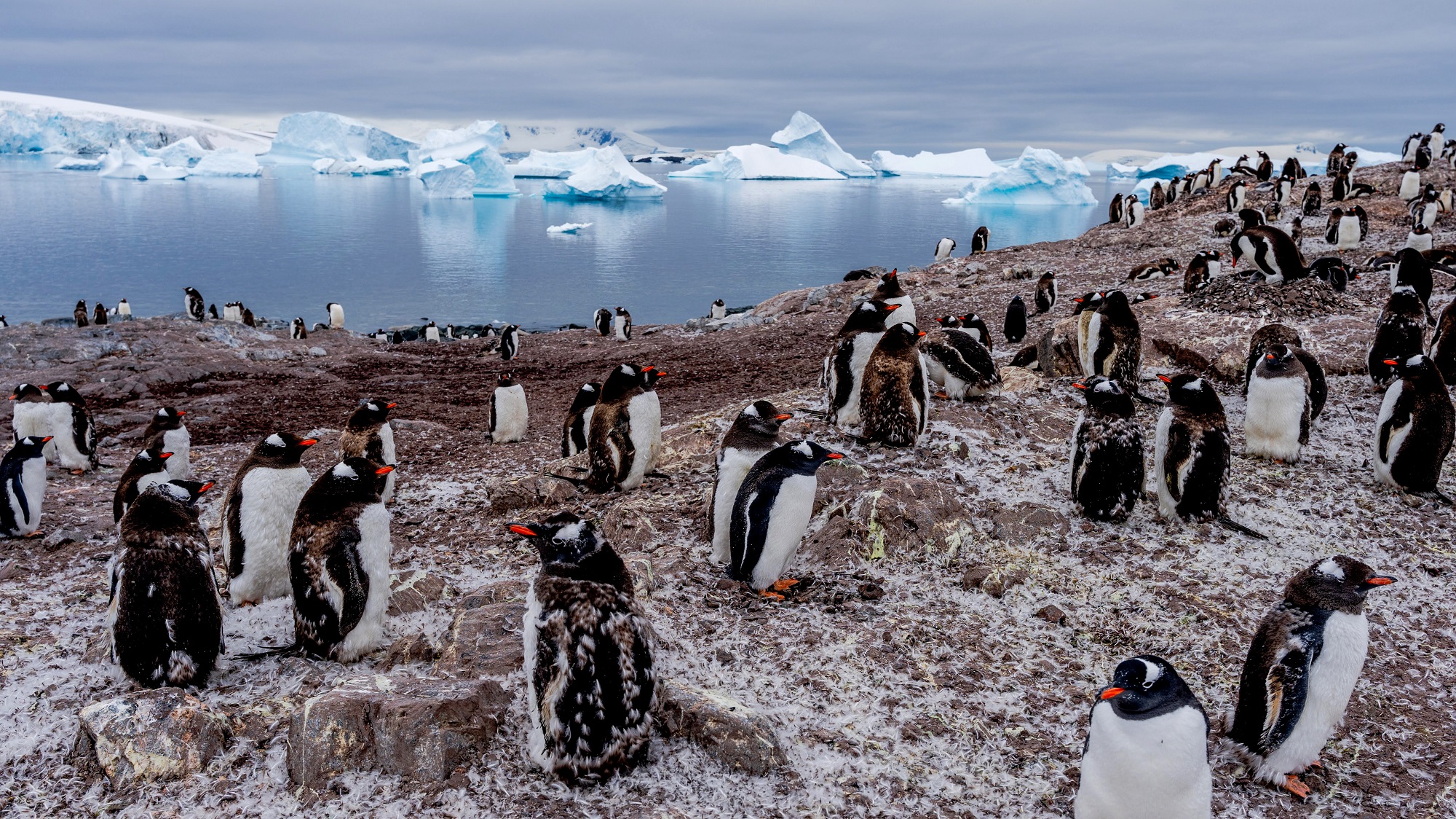 Our Planet II, narrated by David Attenborough.