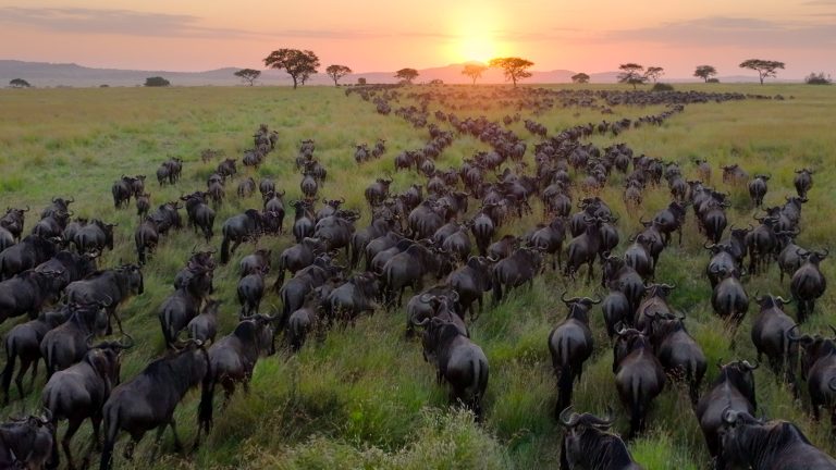 Our Planet on Netflix