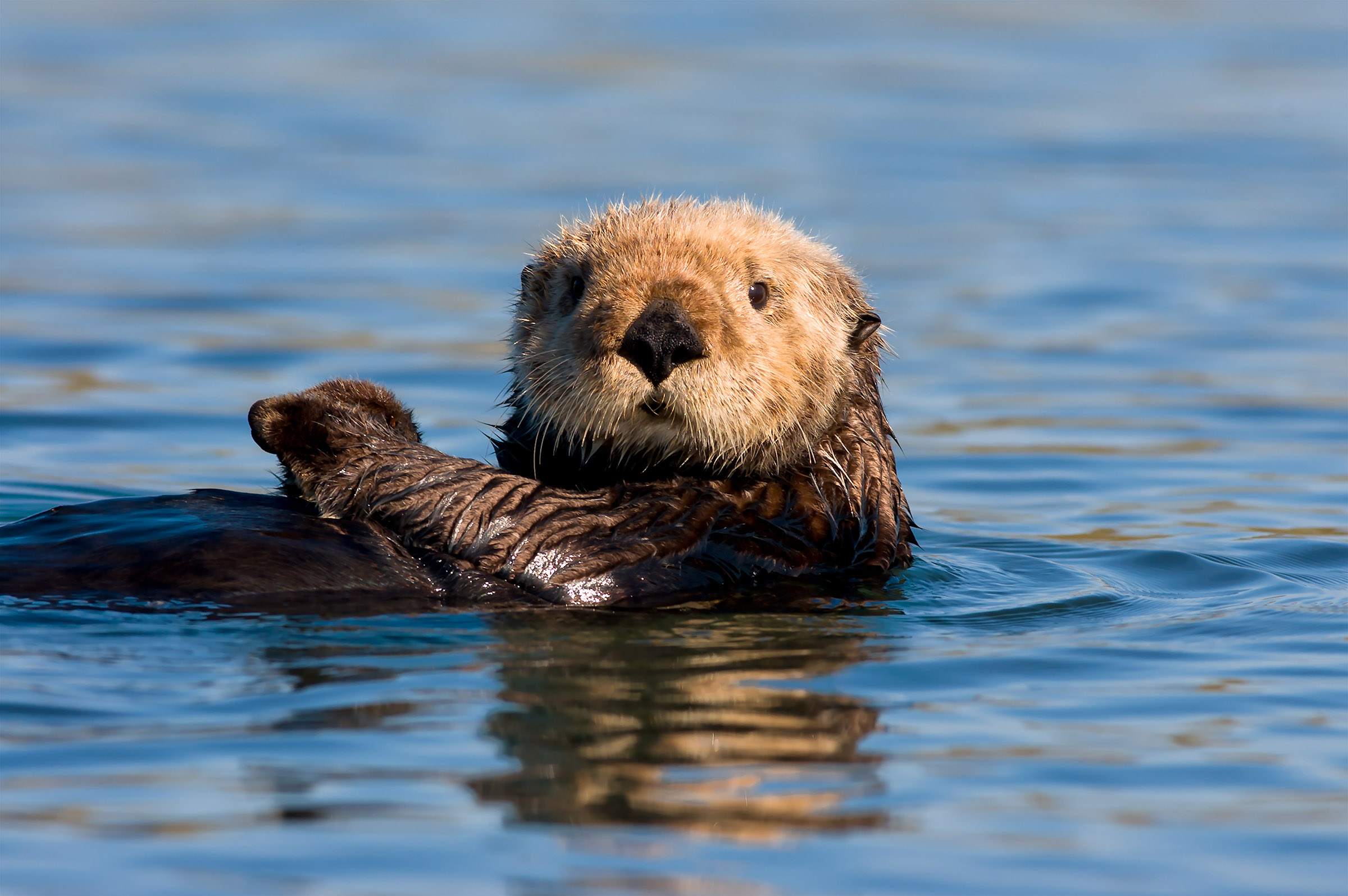 Santa Cruz wildlife officials are on the hunt for an otter outlaw