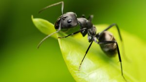 ant crawling on leaf