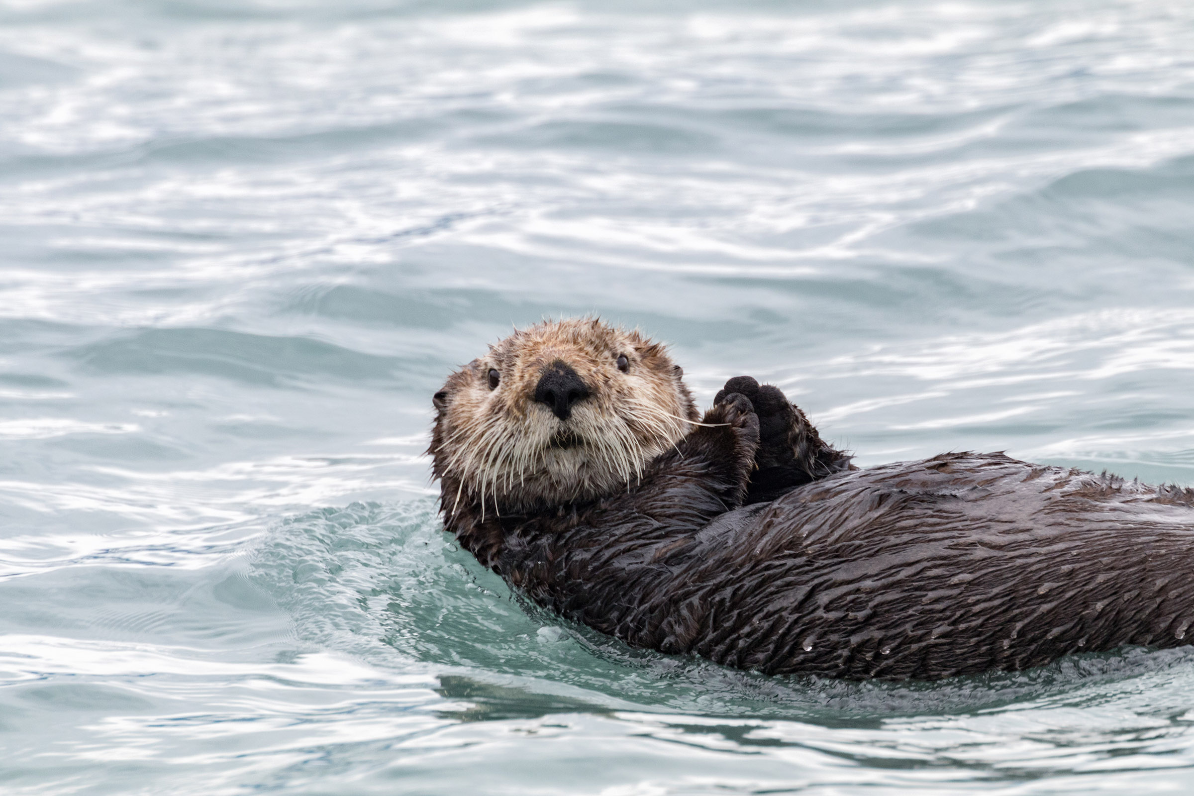 sea otter like otter 841