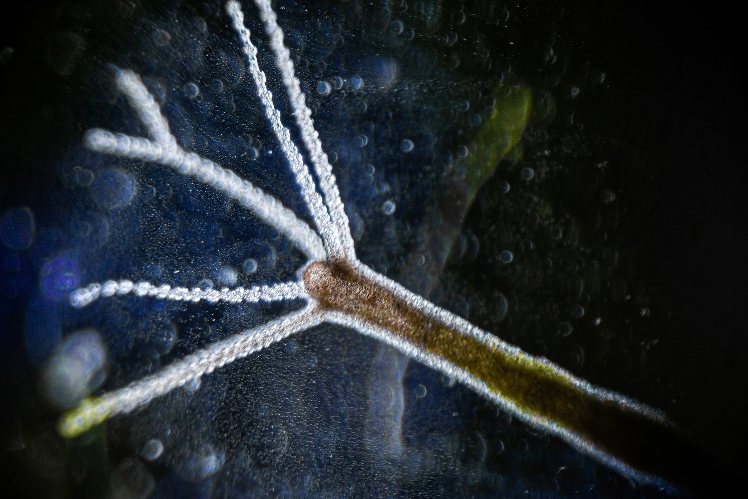 Hydra vulgaris on darkfield, relative of immortal sea creature