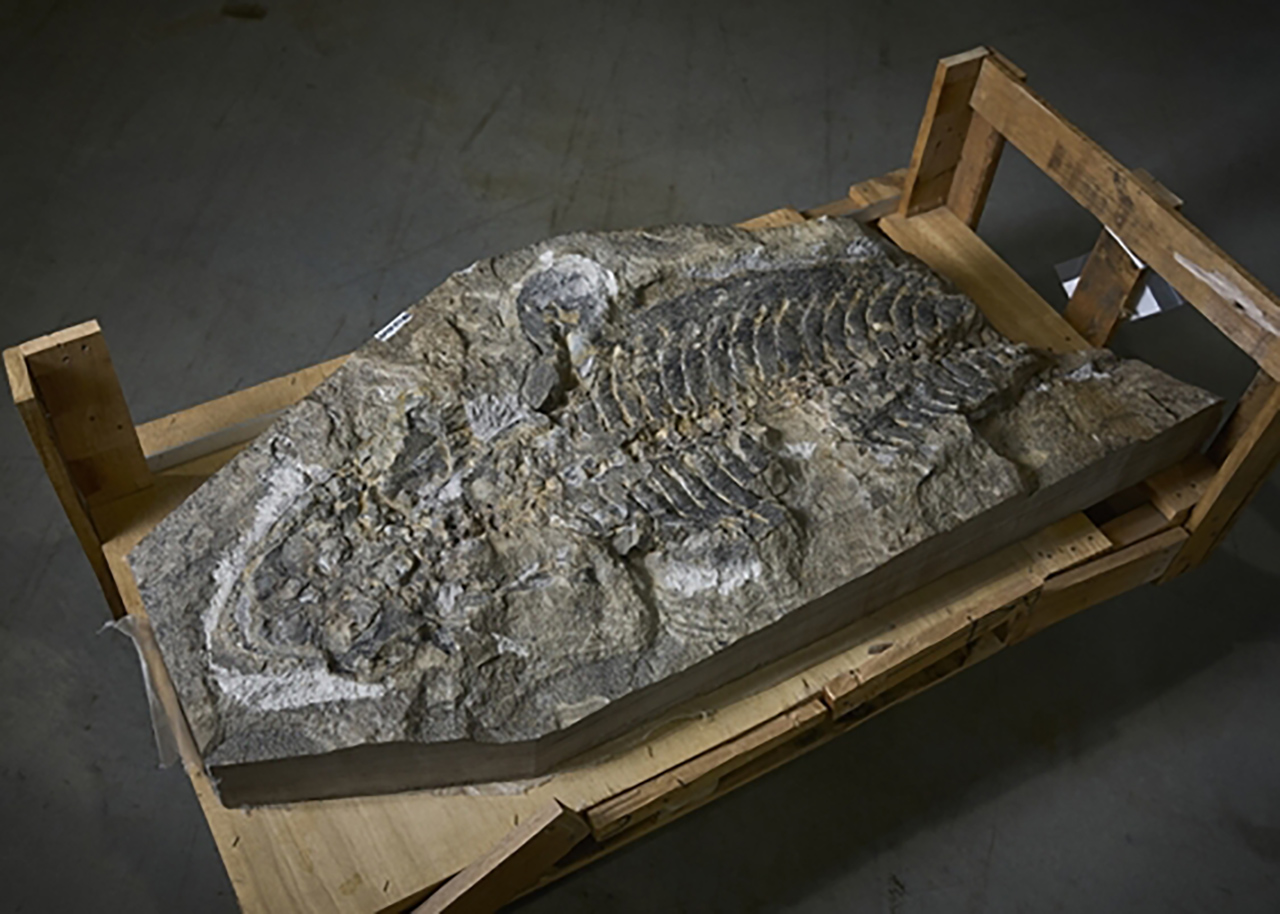 giant amphibian fossil