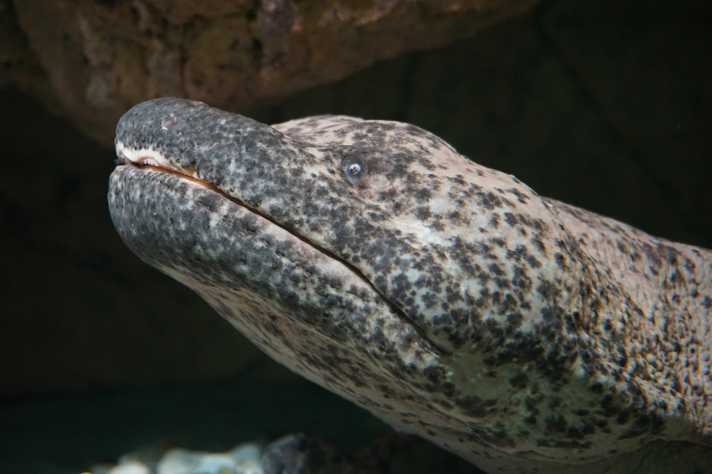 chinese giant salamander amphibian